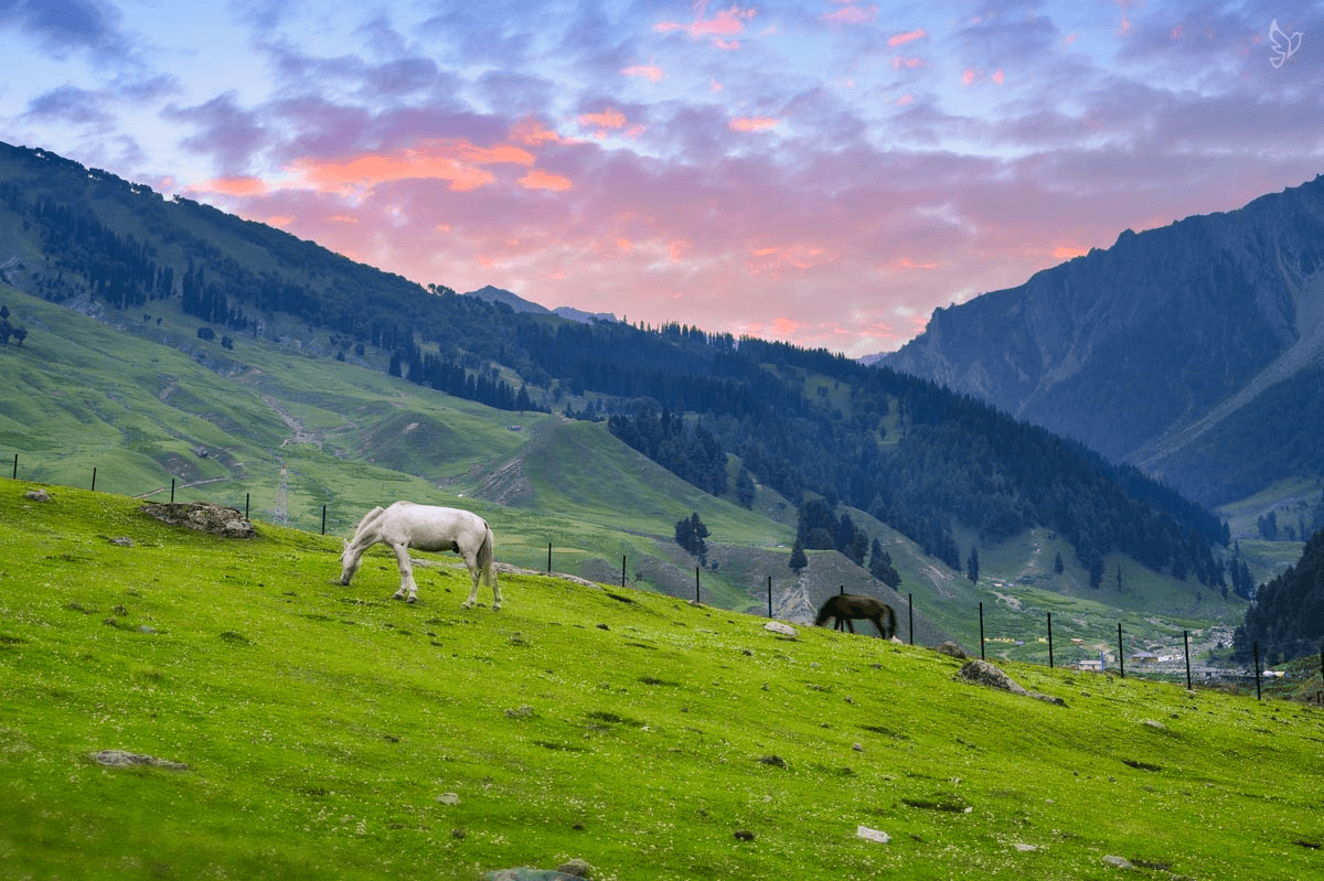 Featured image for Escape to Sonmarg: Where Every View Steals Your Heart tour package